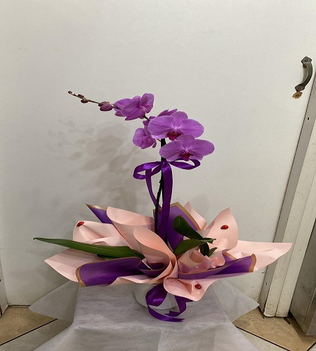 tek dal pembe orkide
