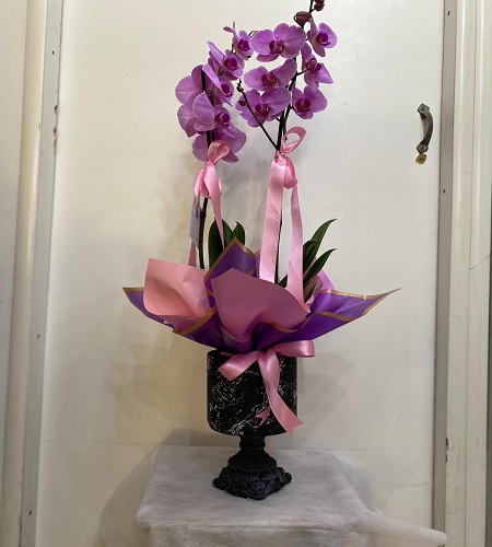 2dal pembe orkide