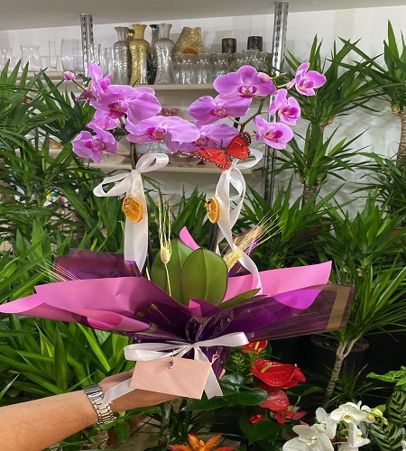 2dal pembe orkide