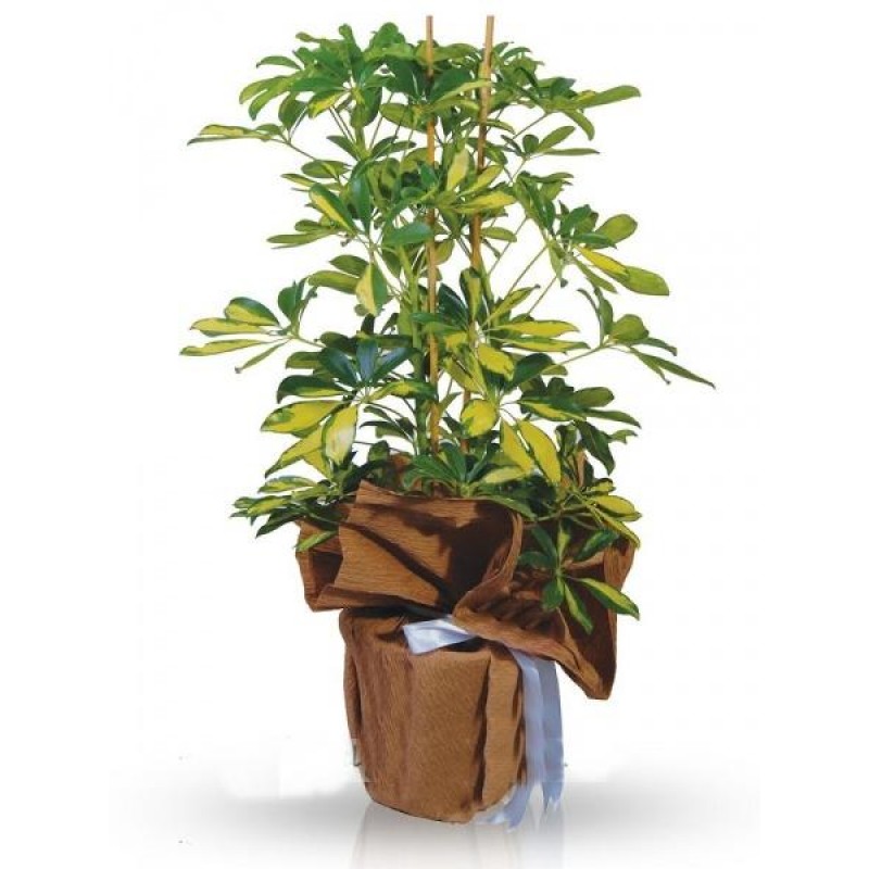 eflera (Schefflera)